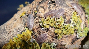12 Porcellio vulcanicus - Asseln Isopod  Bild 7
