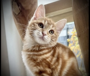 Kurilian Bobtail Kitten   Kätzchen  Katzen   Kater 