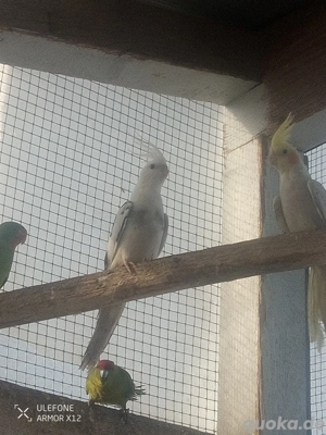 Nymphensittich zu verkaufen 