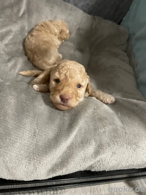  Zwerg Pudel Welpen   Apricot 