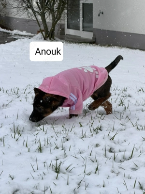Belgische Schäferhund Mix
