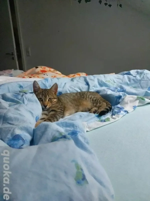 Auri sucht ein liebevolles Zuhause