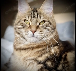 Kurilian Bobtail Katze   Katzendame  Katzen   Kater 