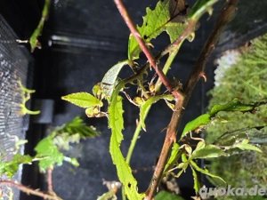 Wandelnde Blätter  Bild 2