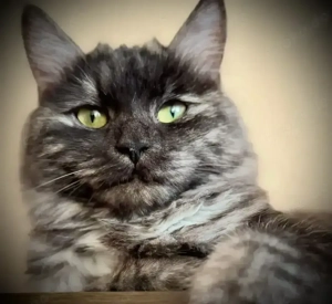 Kurilian Bobtail Katze   Katzendame  Katzen   Kater 