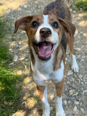 Sabia sucht ein liebevolles Zuhause 