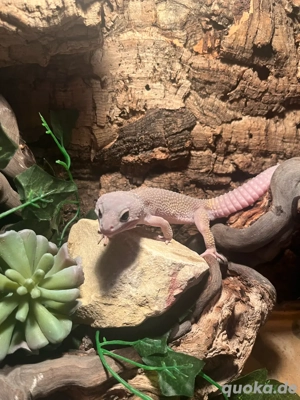 Blizzard Leopardgecko Mänchen 