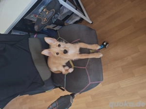 Junger Rüde sucht dringend 