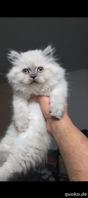 ragdoll katzen Weibchen 