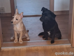 Junger Rüde sucht dringend 