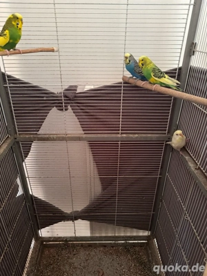 4 wllensittiche abzugeben 