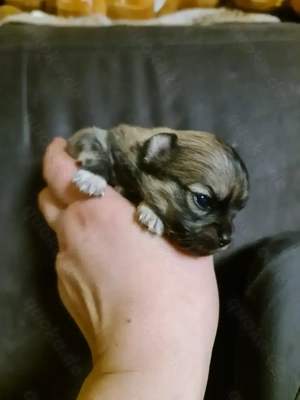 Chihuahua Welpen Langhaar klein bleibend