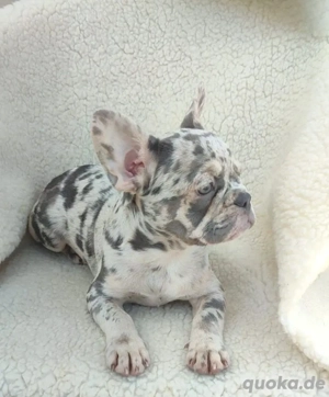 French Bulldog puppies for sale 