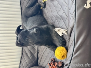 X-Herder Hündin Alpha sucht noch.. 