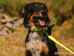 Gina sucht ihr Zuhause 