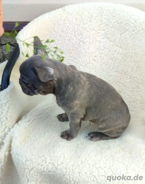 Französische Bulldogge