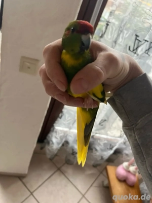 sittich paar Handzahm sehr verpielt und lieb