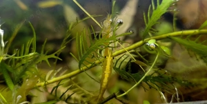 Neocaridina Garnelen Yellow