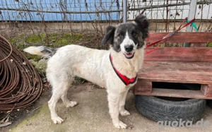 Bezaubernde Luise mit der Lizenz zum Liebhaben