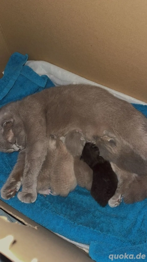 Hurra unser Brittish kurzhaar nachwuchs ist da     