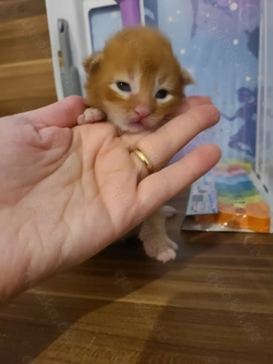 Main Coon XL baby katzen