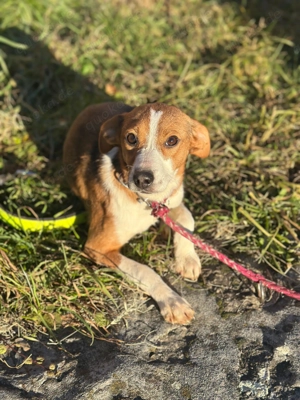 Sabia sucht ein liebevolles Zuhause 