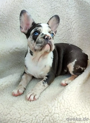 French Bulldog puppies 