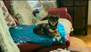 Traumhafter Chihuahua Rüde