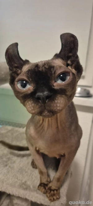 Sphynx-Elf Katze zu verkaufen