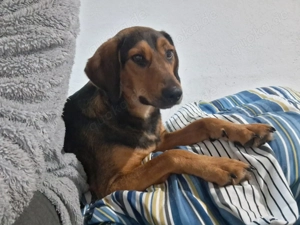 Nikki sucht sein Für-Immer-Zuhause 