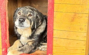 Senior Lukas sucht Gnadenplatz			 Bild 8