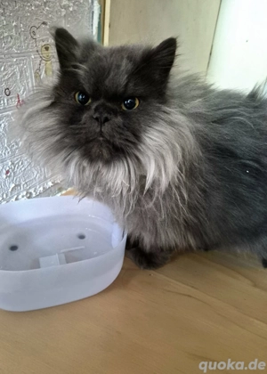 2 Katzen suchen ein schönes Zuhause 