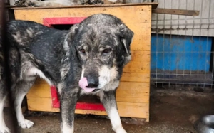 Senior Lukas sucht Gnadenplatz			 Bild 7