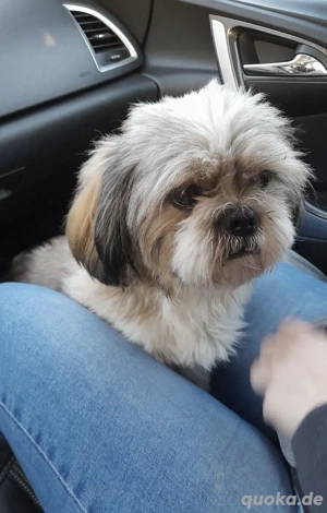 Liebevoller Shih Tzu Rüde sucht seine neuen Dosenöffner 