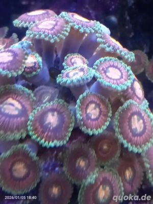 meerwasser aquarium rainbow