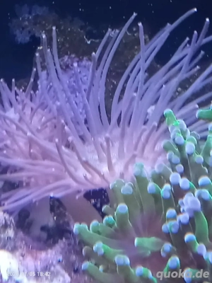 meerwasser pilzkoralle gel