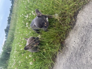 Französische Bulldoggen Blue welpen