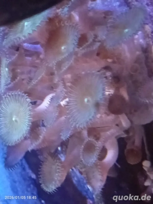 meerwasser grandis zoas