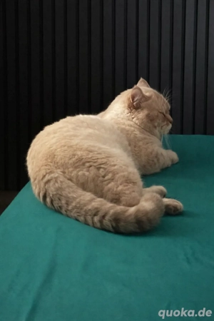  BKH Deckkater blue point   Bild 4