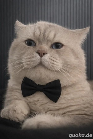   Deckkater blue point  