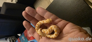 1.0 Heterodon Nasicus 