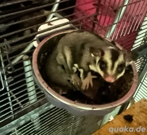 Sugar Glider (Kurzkopfgleitbeutler) abzugeben