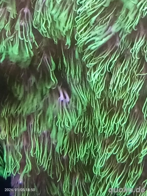 meerwasser ofenharr neon