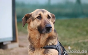 Aktive Familie für kluge Roxy gesucht Bild 5