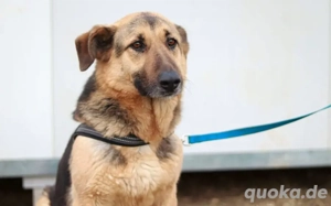 Aktive Familie für kluge Roxy gesucht Bild 8