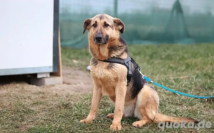 Aktive Familie für kluge Roxy gesucht Bild 7