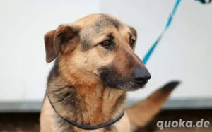 Aktive Familie für kluge Roxy gesucht Bild 6