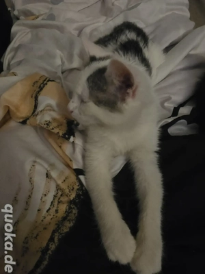 2 Brüder suchen gemeinsam traumschloss