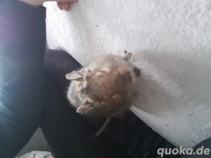2 männliche Degus 