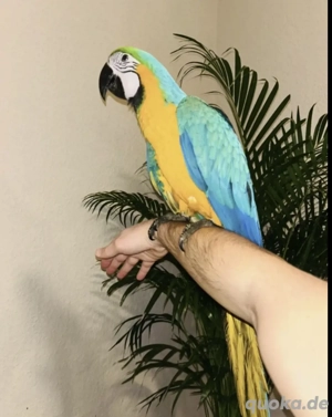 Gelbbrustara , Papagei